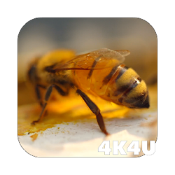 4K Honey Bee Video Live Wallpapers
