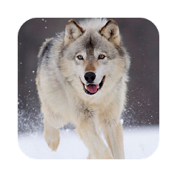 الذئب لايف للجدران