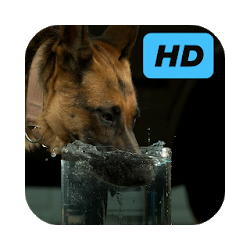 Dog Drinking Water Video Live Wallpaper