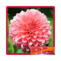 خلفيات زهرة HQ