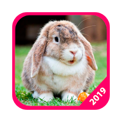 Fondos de Pantalla Conejos