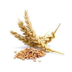 Uparjan - Hoshangabad