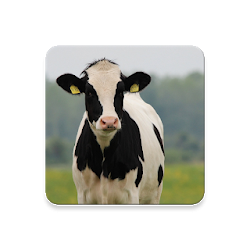 Cow Sounds ~ Sclipapp