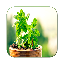 تطبيق Cura pelas Plantas