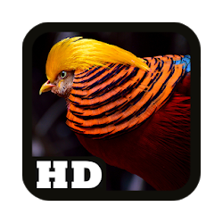 Exotic Bird Wallpaper HD