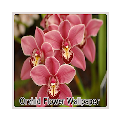 خلفيات زهرة الأوركيد