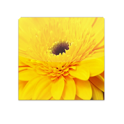 تطبيق Blumen Helling