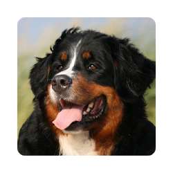Berner Sennenhunde Hankenüll