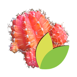 تطبيق Au Cactus