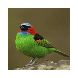 Colorful Bird Live Wallpaper