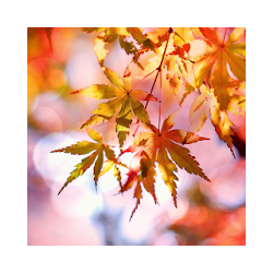 Beautiful Autumn Live Wallpaper