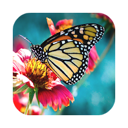 Butterfly Wallpapers