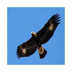 كانتو ديل أغويلا تنزيل كانتو ديل أغويلا Free لـ Android