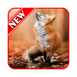 تطبيق Fox Wallpapers