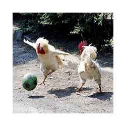 صور مضحكة 49