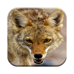 المكالمات الصيد ذئب