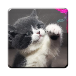 تطبيق Cat Wallpaper