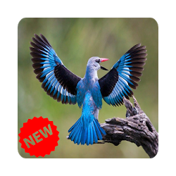 تطبيق Bird Wallpaper