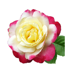 Imágenes de Rosas Naturales