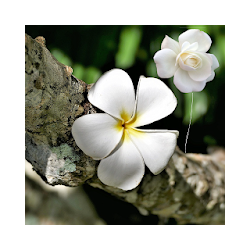 Rosas y flores hermosas