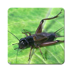 Bunyi Jangkrik Masteran