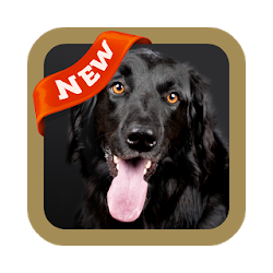 تطبيق Black Wallpaper