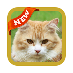 تطبيق Cat Wallpaper