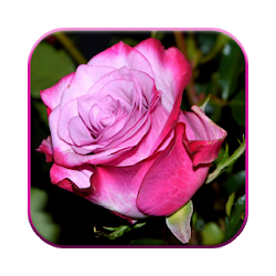 Good Afternoon Images