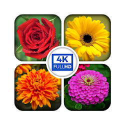 تطبيق HD Flower Wallpaper