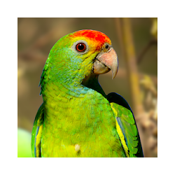 Parrot Wallpapers HD