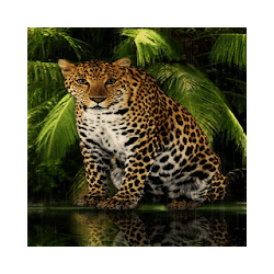 Angry Forest Leopard LWP