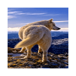 Mountain Wolf Live Wallpaper