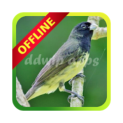 Coleiro Tui-tui Viviti