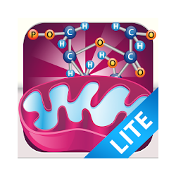 Biology Cellular Respiration L