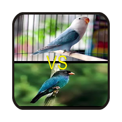 Kicau Lovebird Vs Tengkek Buto