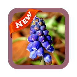 تطبيق Hyacinths Wallpaper