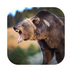 Real Bear Simulator 2017