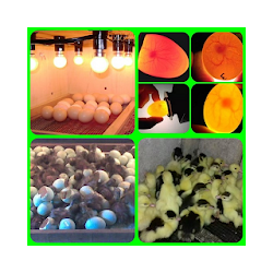 حضانة البيض إلى الحاضنة