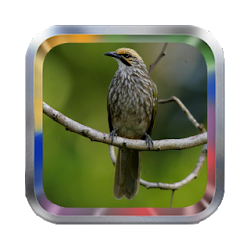 Kicau Masteran Cucak Rowo