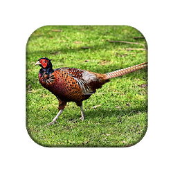 تطبيق Gamecock Sounds