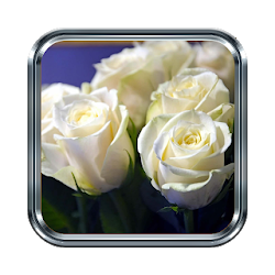 Free White Rose Wallpaper