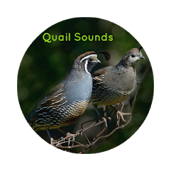 تطبيق Quail Nature Sounds