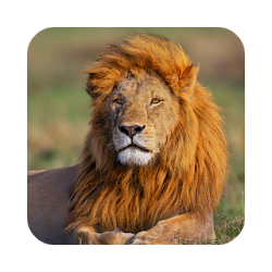 Amazing Animal Facts OFFLINE