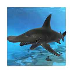 تطبيق Under water fish