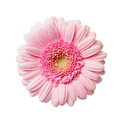 Flowers Live Wallpaper HD