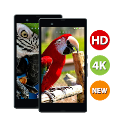 Macaw Bird HD Wallpaper  - 4k  Full HD Wallpapers