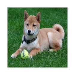 تطبيق Shibe Finder