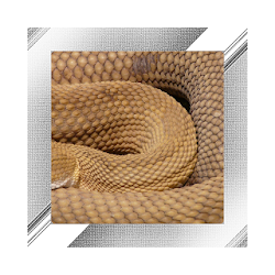 Snake Photo Frames