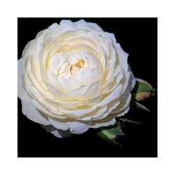 White Rose Wallpapers HD