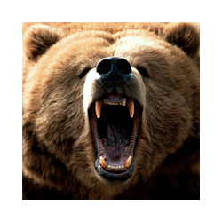 لعبة Bears Jigsaw Puzzles